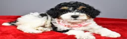 Miniature Poodle dogs for sale: Michelle - Ad 10