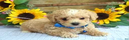 Maltipoo dogs for sale: Tristan  - Ad 8