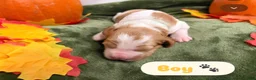 Brittany Spaniel dogs for sale: Brittany Spaniel 3 - Ad 1