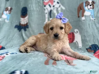 Goldendoodle dogs Brylynn - Ad 28