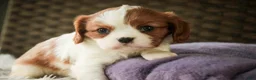 Cavalier King Charles Spaniel dogs for sale: Lavender - Ad 7