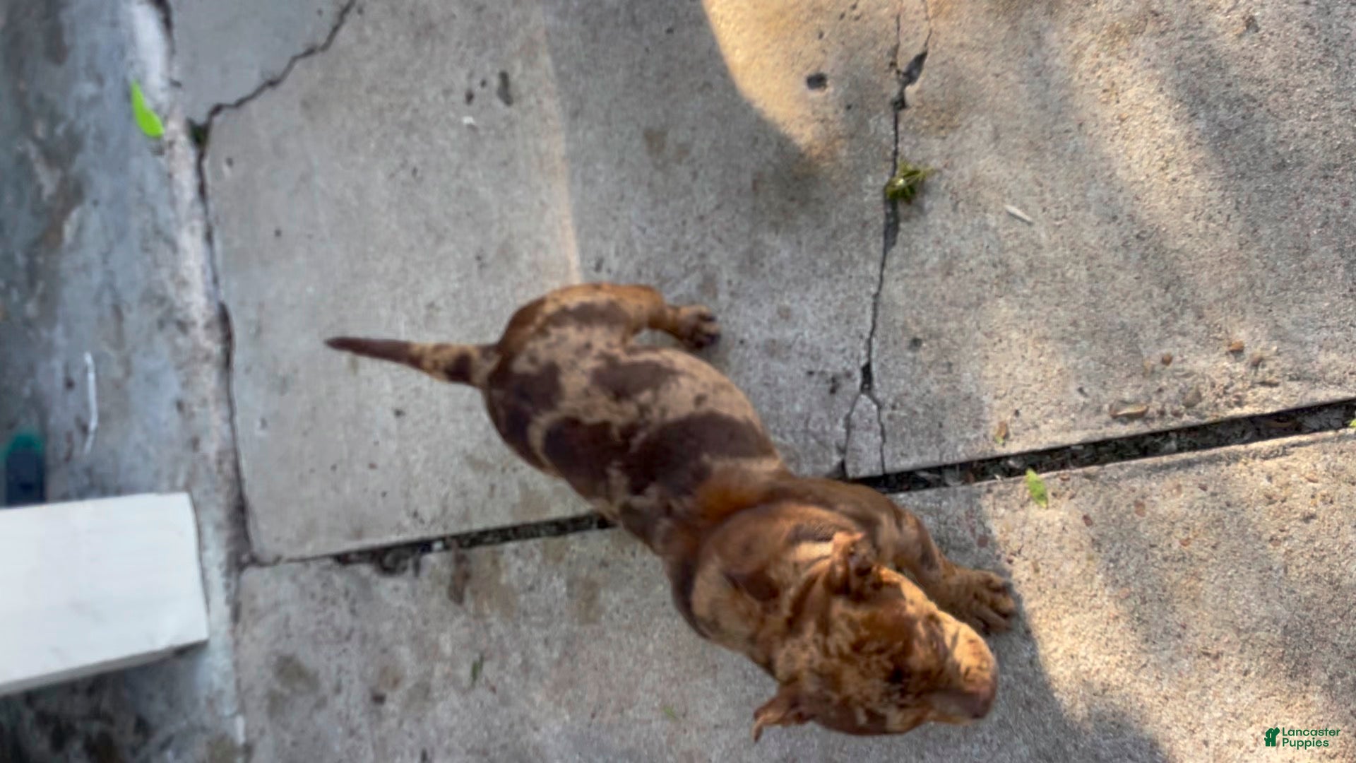 Mixed Breed dogs Mixed Breed Puppy 1 - Ad 8