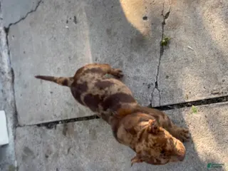 Mixed Breed dogs Mixed Breed Puppy 1 - Ad 8