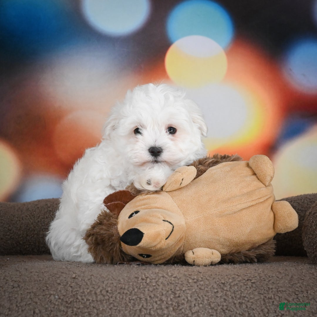 Maltese dogs for sale: Boaz - Ad 5