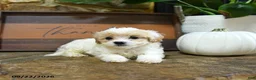 Maltipoo dogs for sale: Xerxes - Ad 3