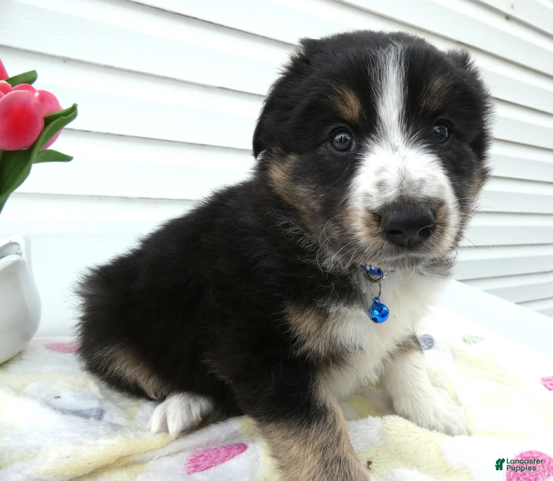 Miniature Australian Shepherd dogs for sale: Miniature Australian Shepherd Puppy 5 Star - Ad 2