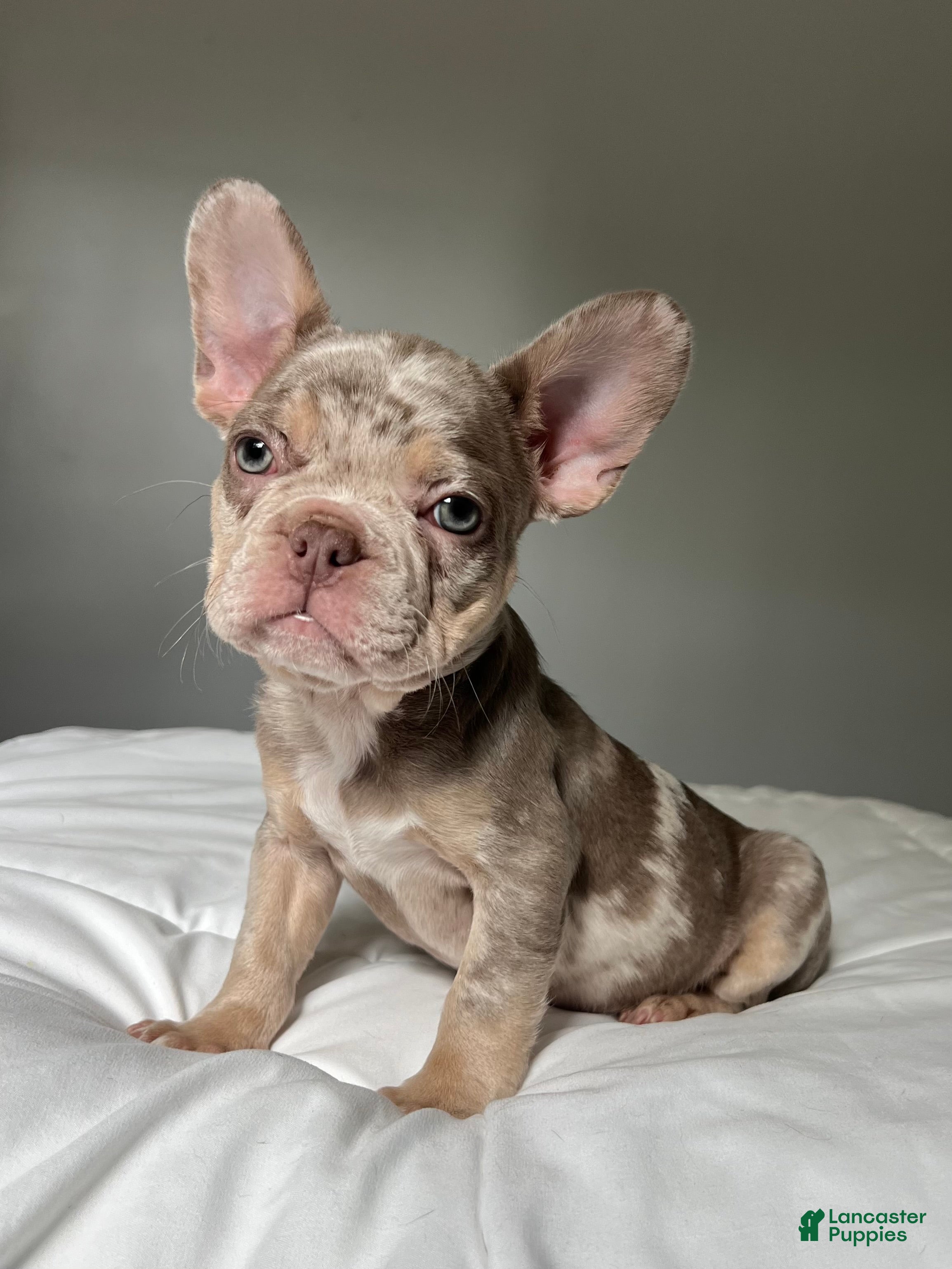 French Bulldog dogs Bentley - Ad 18