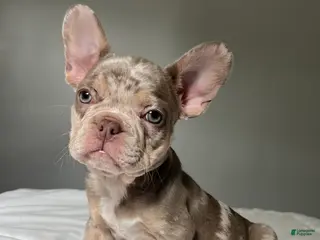 French Bulldog dogs Bentley - Ad 18