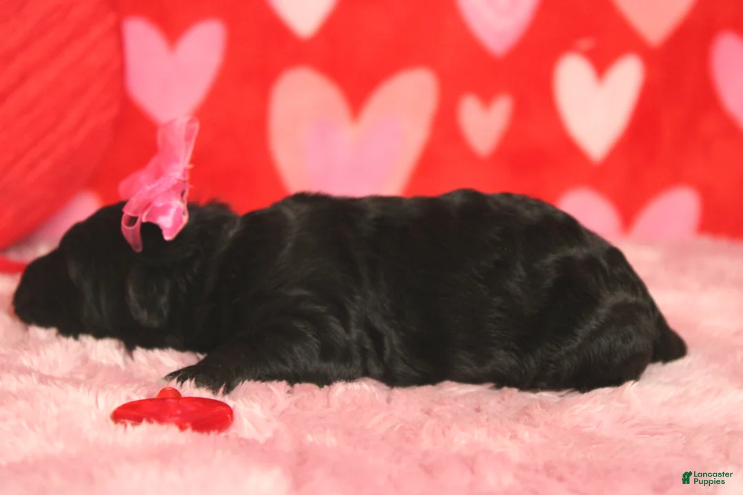 Mixed Breed dogs for sale: Precious - Ad 5