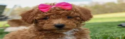 Miniature Poodle dogs for sale: Zuzu - Ad 16
