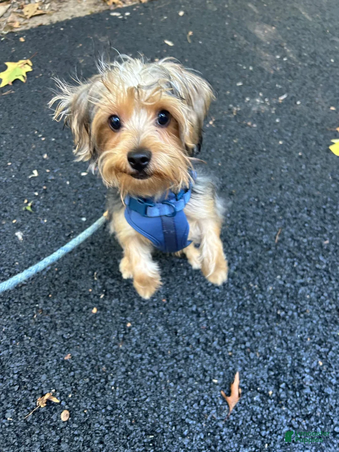 Yorkshire Terrier dogs for sale: Yorkshire Terrier 1 - Ad 2