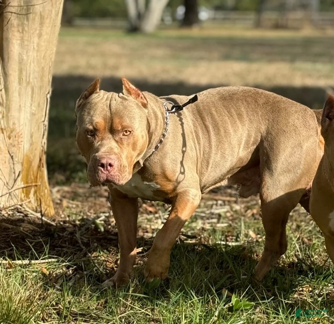 American Bully dogs for stud: Abkc Razor - Ad 2