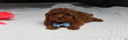 Toy Poodle dogs for sale: Tyler - Ad 7