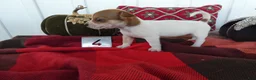Chihuahua dogs for sale: Chihuahua 4 Darla - Ad 3