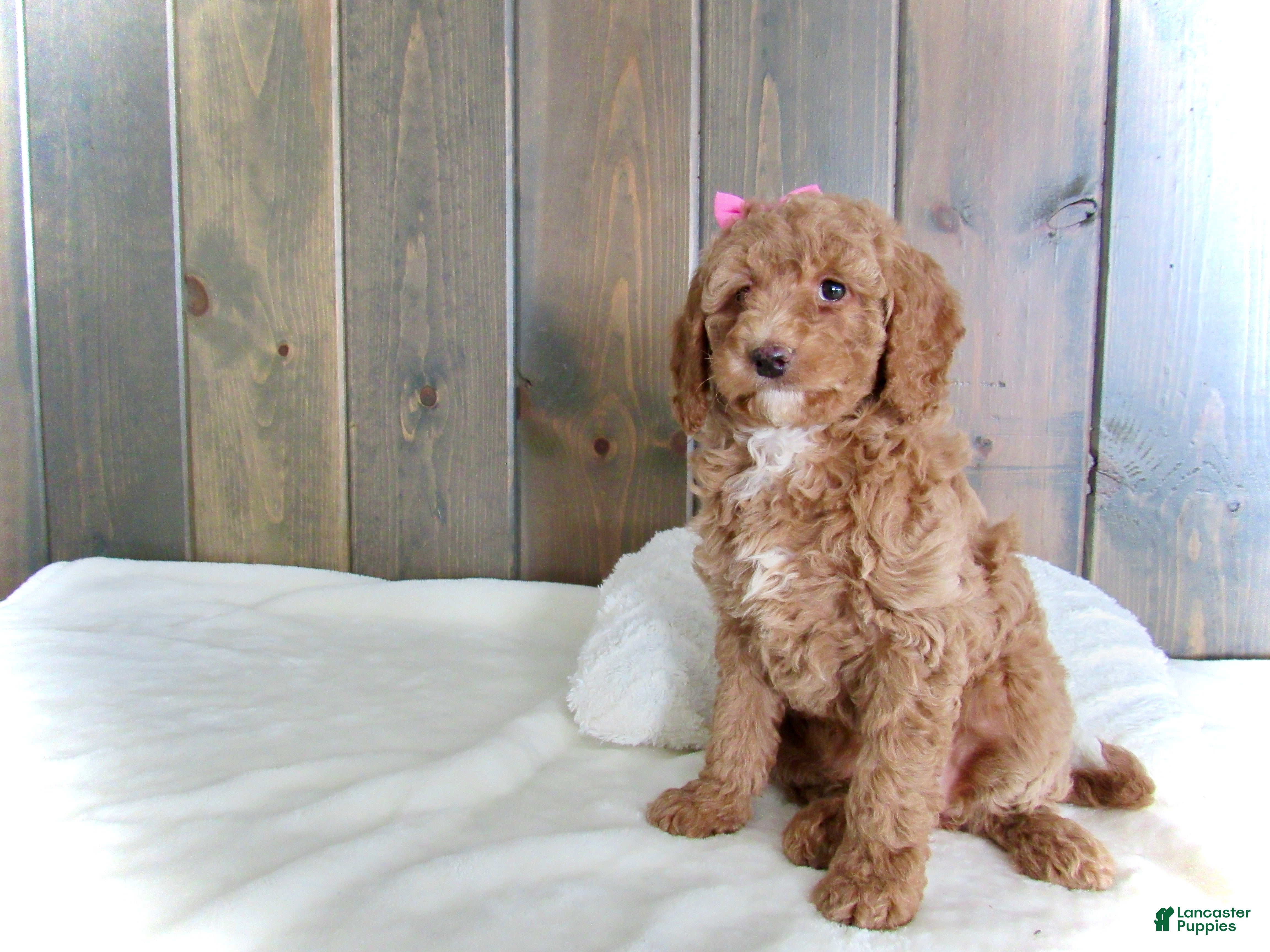 Mini Goldendoodle dogs Chloe - Ad 24