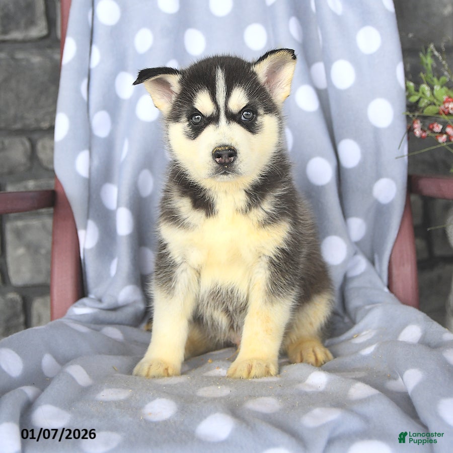 Siberian Husky dogs Blaze - Ad 3