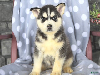 Siberian Husky dogs Blaze - Ad 1