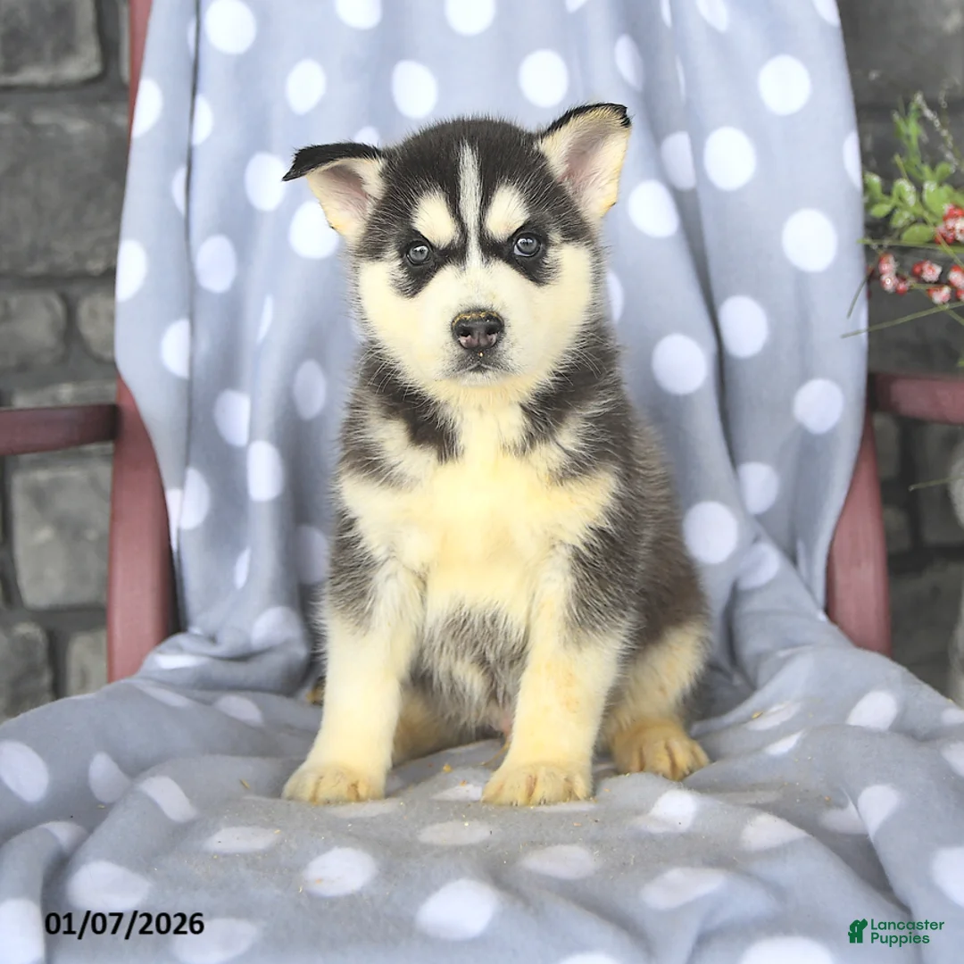Siberian Husky dogs for sale: Blaze - Ad 1