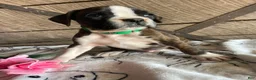 Boxer dogs for sale: Otis - Ad 4