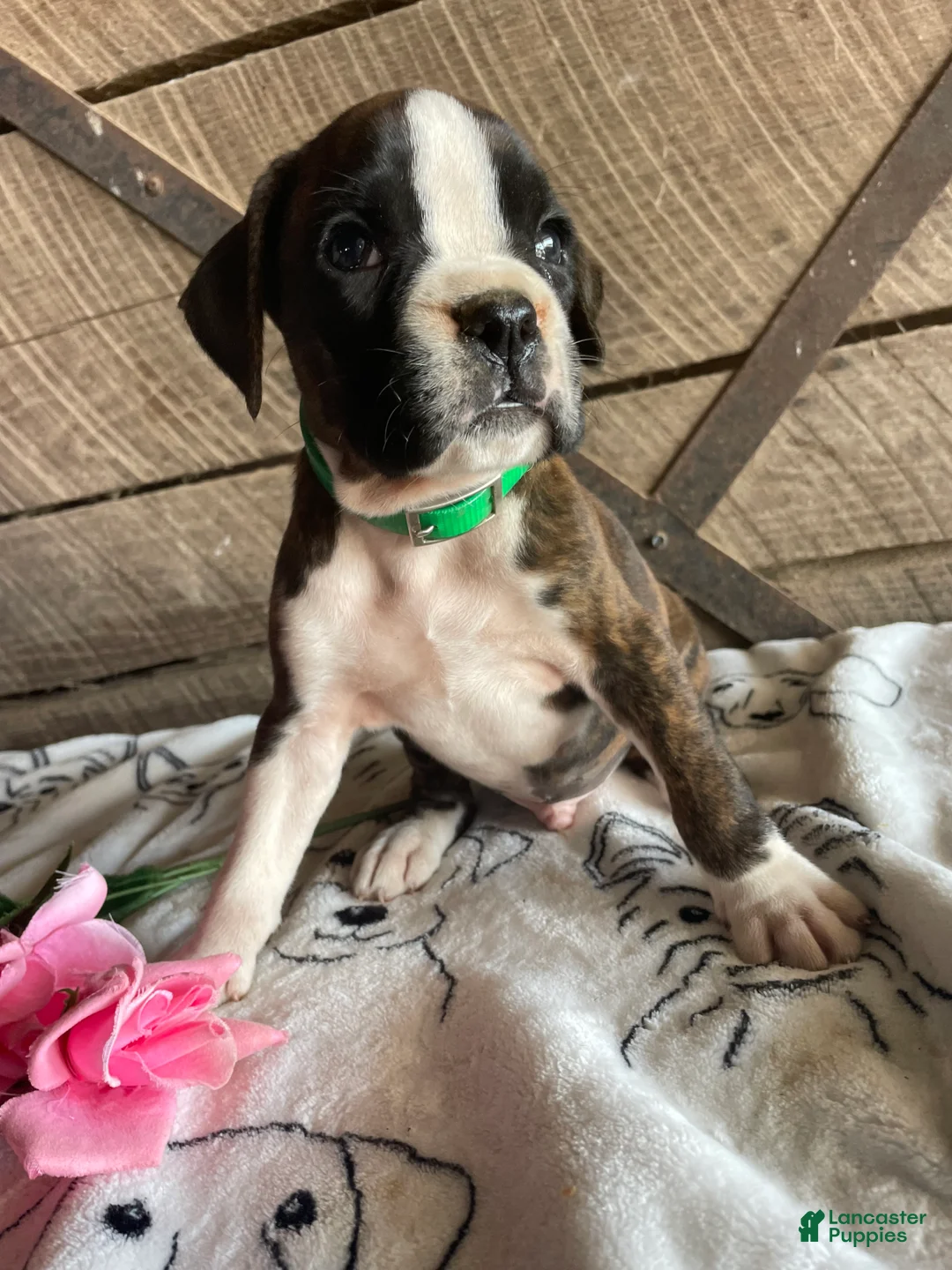 Boxer dogs for sale: Otis - Ad 4