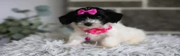 Maltipoo dogs for sale: Penelope - Ad 8