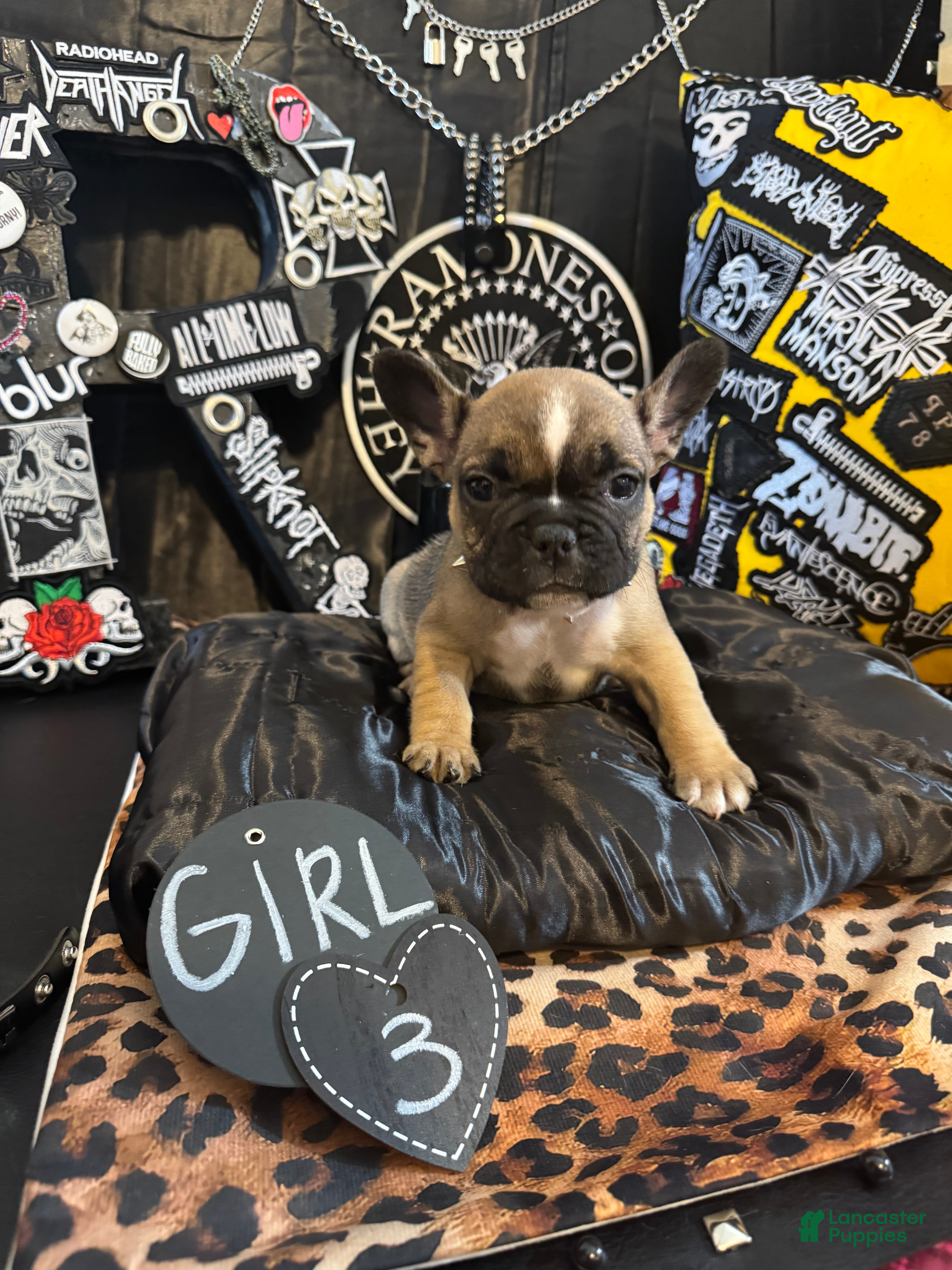 French Bulldog dogs French Bulldog 3 sassy  - Ad 1