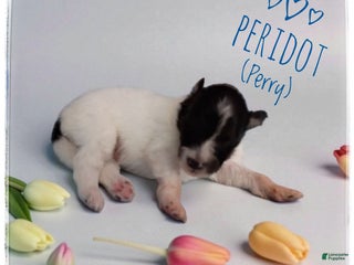 Shetland Sheepdog dogs Peridot (Perry) - Ad 27