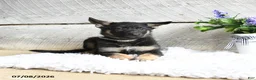 German Shepherd dogs for sale: Nova - Ad 3