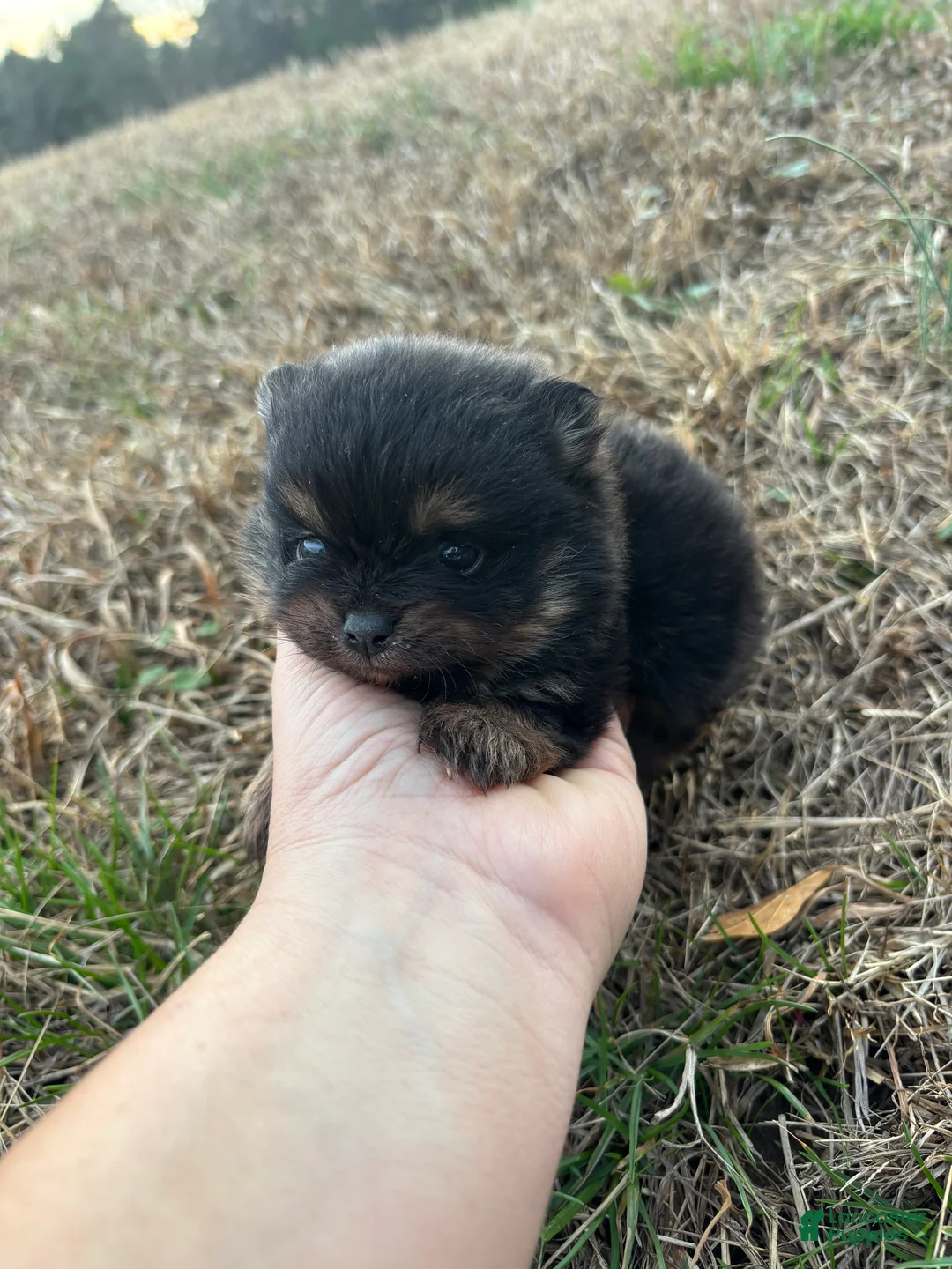 Pomeranian dogs for sale: Pomeranian Puppy 2 - Ad 2