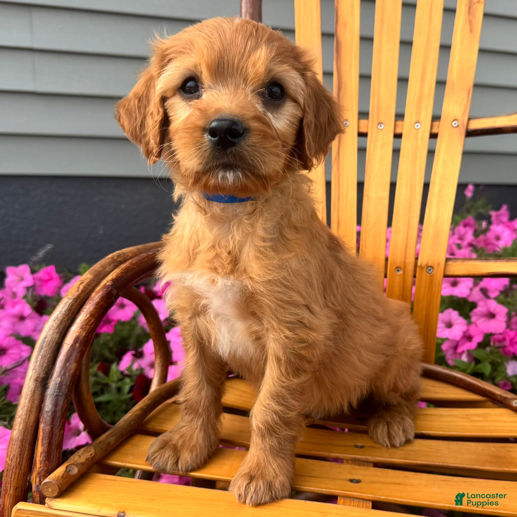 Mixed Breed dogs Billy - Ad 2
