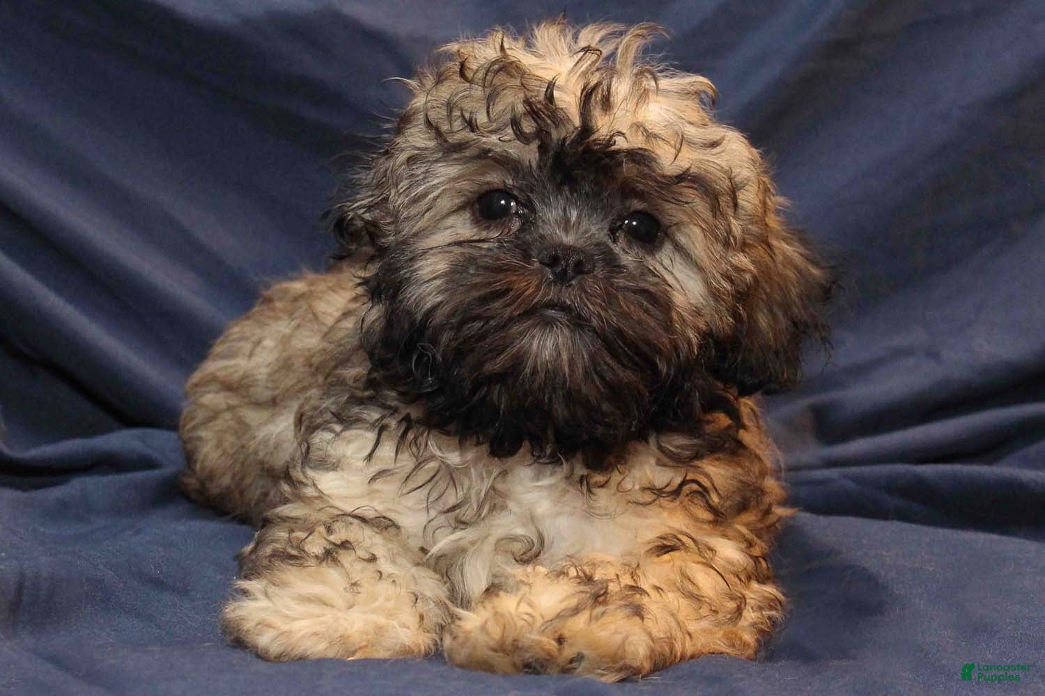 Shihpoo dogs Misty - Ad 10