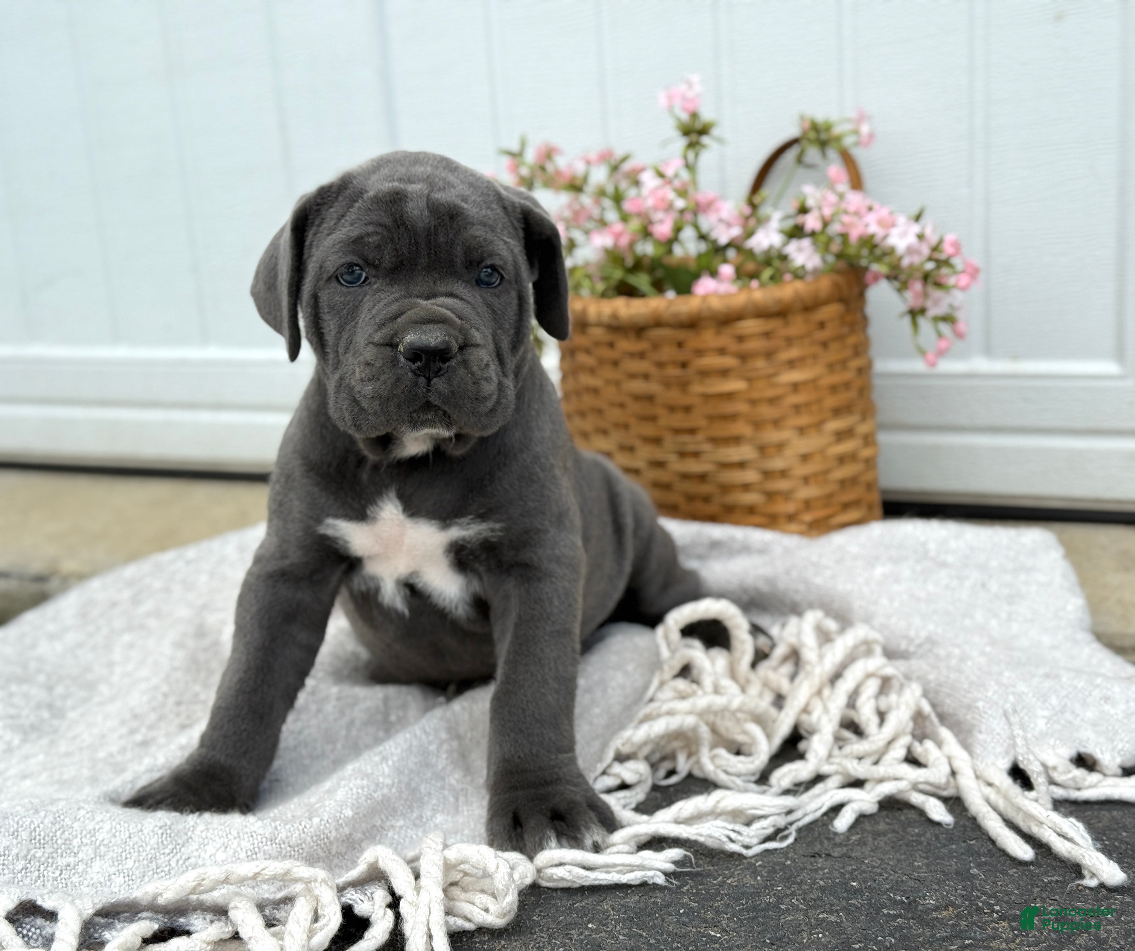 Cane Corso dogs Bella - Ad 1