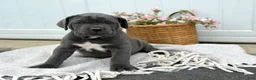 Cane Corso dogs for sale: Bella - Ad 1