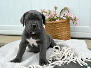 Cane Corso dogs for sale: Bella - Ad 4