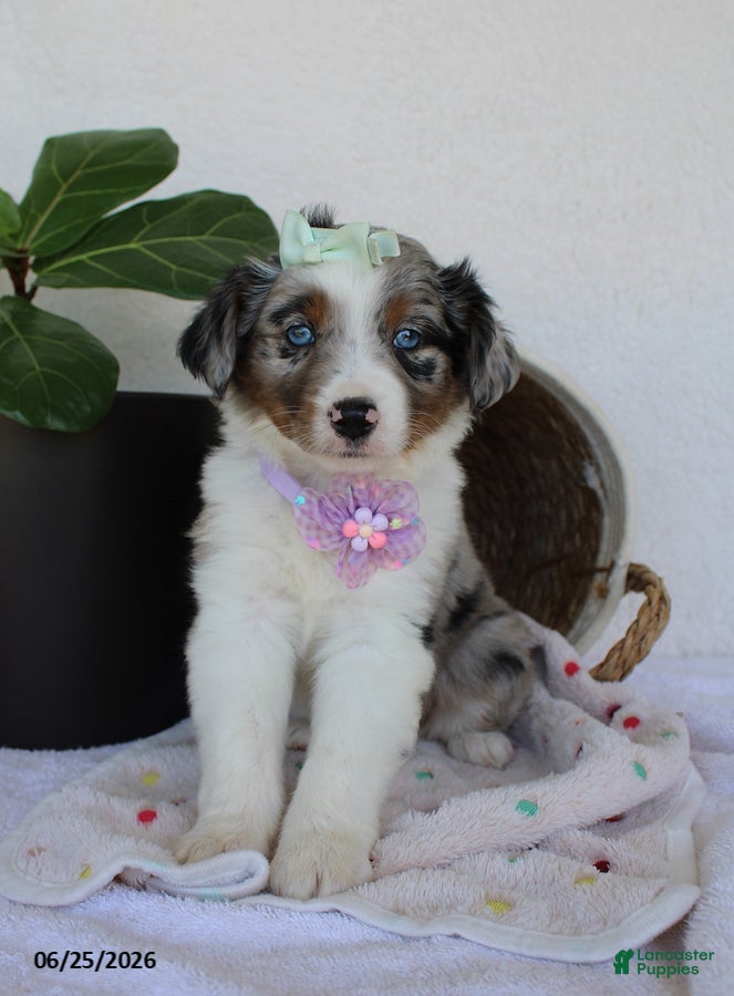 Miniature Australian Shepherd dogs Princess - Ad 2