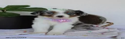 Miniature Australian Shepherd dogs for sale: Princess - Ad 2