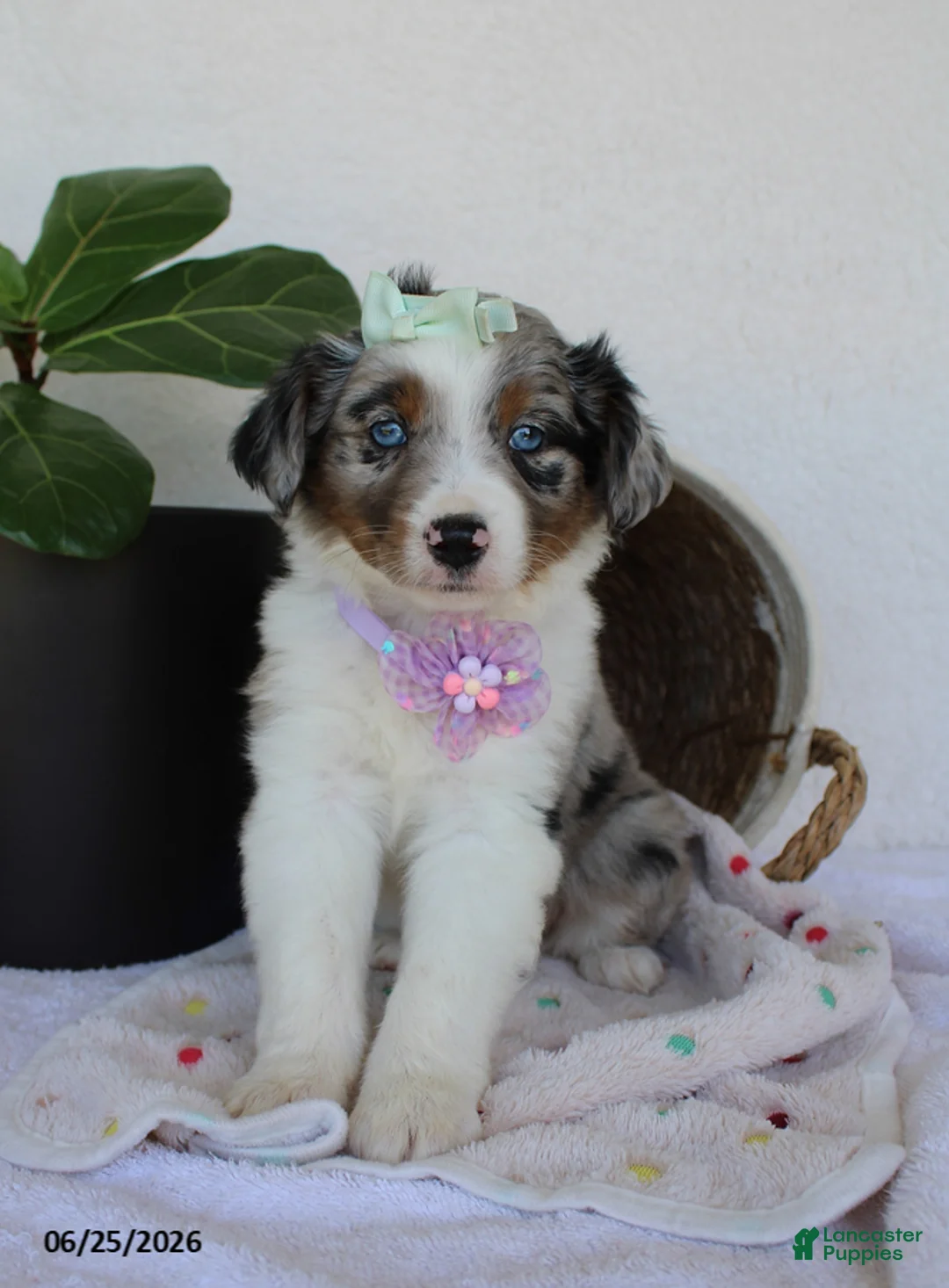 Miniature Australian Shepherd dogs for sale: Princess - Ad 2