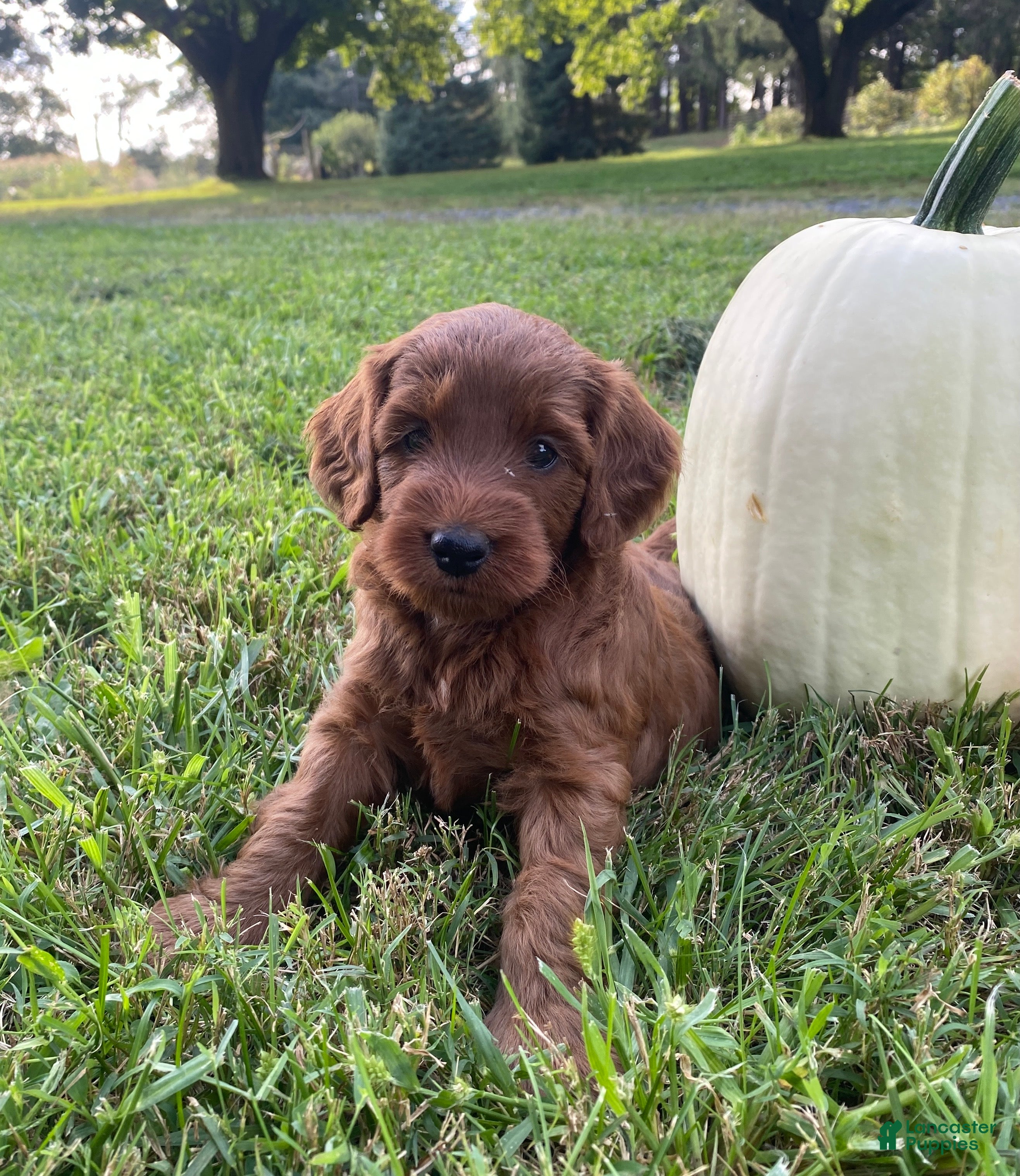 Miniature Labradoodle dogs Nola-mini red F1b - Ad 1