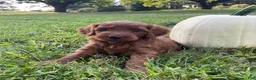 Miniature Labradoodle dogs for sale: Nola-mini red F1b - Ad 1