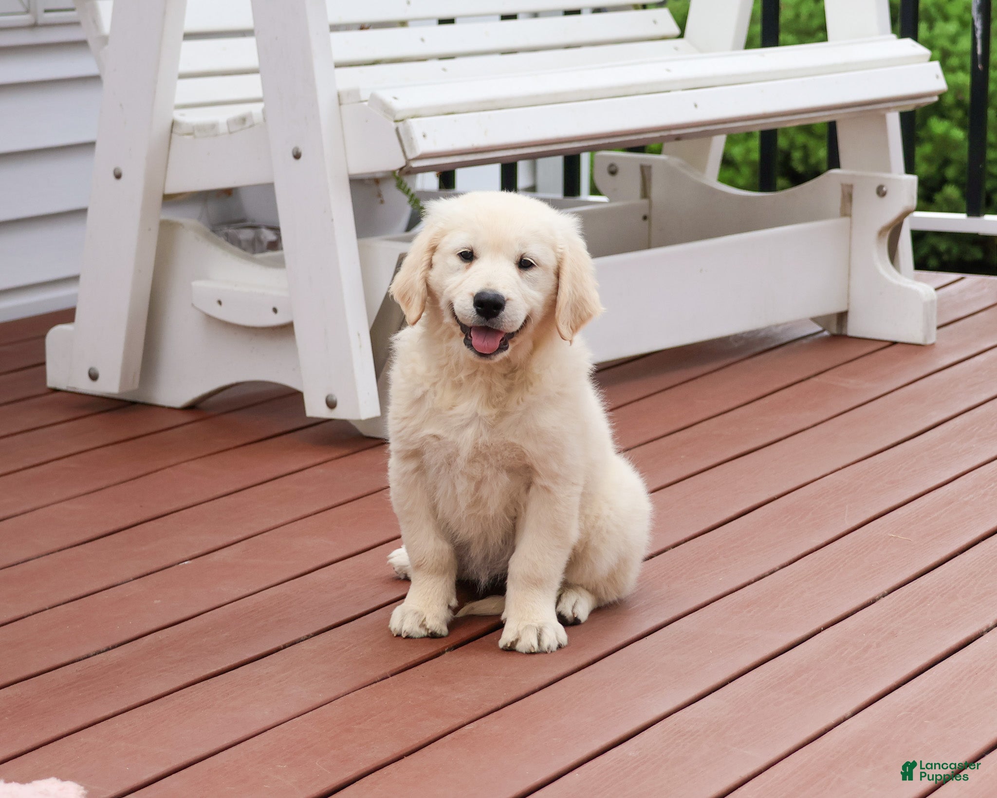 Golden Retriever dogs Cecily - Ad 2