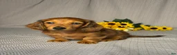 Miniature Dachshund dogs for sale: Amy - Ad 4