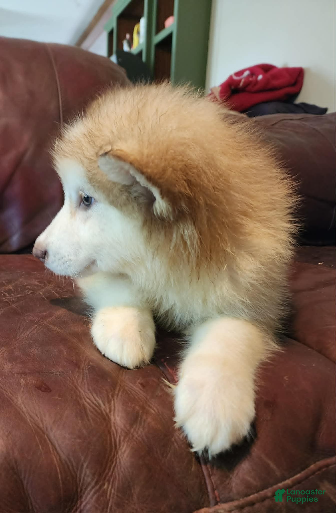 Alaskan Malamute dogs Alaskan Malamute 3 - Ad 1