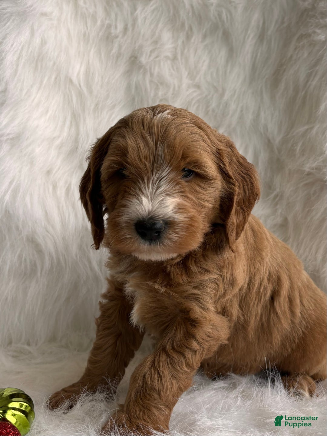 Mixed Breed dogs for sale: Mini Rudy  - Ad 2