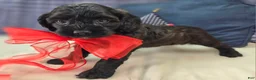 Cockapoo dogs for sale: Tinkerbell - Ad 13