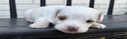 Mini Goldendoodle dogs for sale: Mascarpone - Ad 3