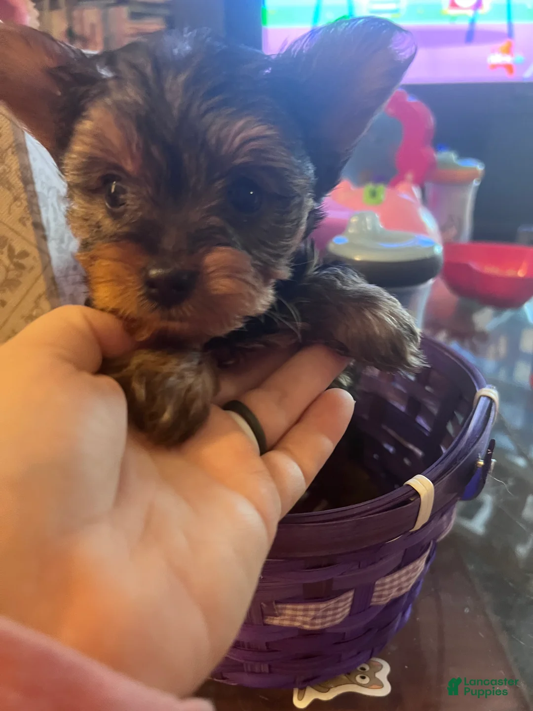 Yorkshire Terrier dogs for sale: Yorkshire Terrier Puppy 2 - Ad 2