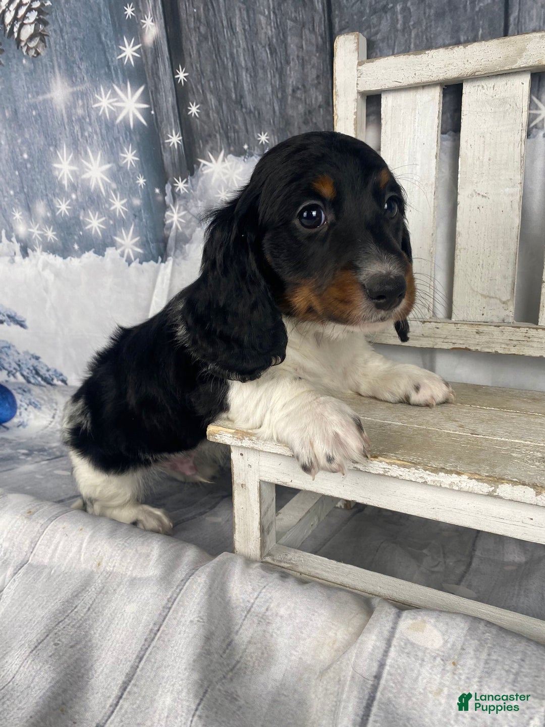 Miniature Dachshund dogs for sale: Oscar - Ad 7
