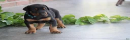 Doberman Pinscher dogs for sale: Jace - Ad 3