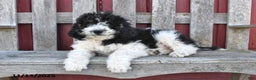 Bernedoodle dogs for sale: Sally - Ad 2