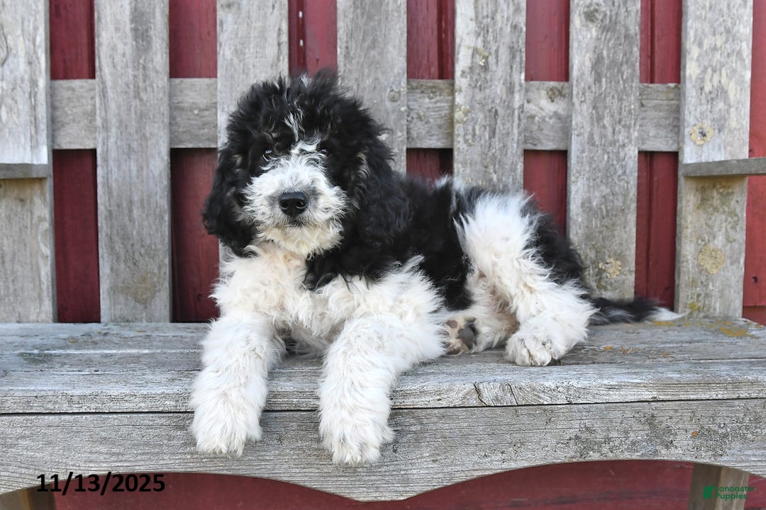 Bernedoodle dogs for sale: Sally - Ad 2